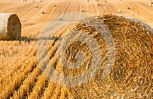 Haystacks in autumn field. Wheat yellow golden harvest in summer. Countryside natural landscape. Hay bale