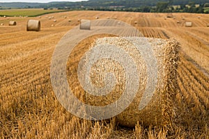 Haystacks in autumn field. Wheat yellow golden harvest in summer. Countryside natural landscape. Hay bale