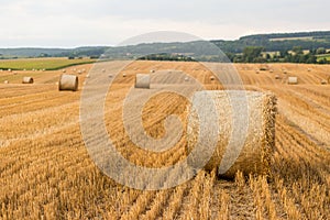 Haystacks in autumn field. Wheat yellow golden harvest in summer. Countryside natural landscape. Hay bale