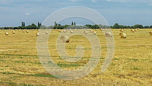 Haystacks of dry hay on the field in sunny day