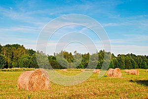 Haystacks in a field