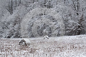 Haystacks in field during winter