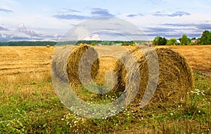 Haystacks after harvest