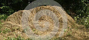 Haystacks, the harvest leftovers at the paddy field