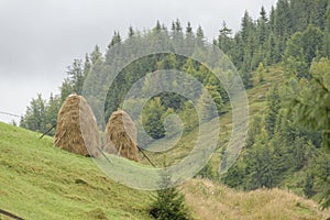 Haystacks on hillside, Apuseni Mountains, Romania