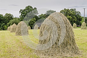 Haystacks on a meadow