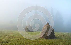 Haystacks, misty morning