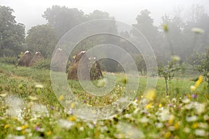 Haystacks on misty morning mountainside