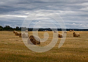 Haystacks. Russian field. Overcast.