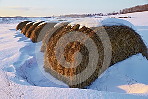 Haystacks in snowy field on winter day