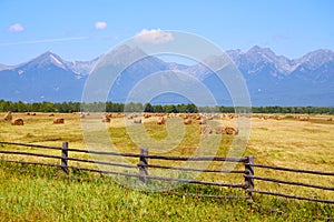 Haystacks with straw in an agricultural field. Picturesque rural landscape, mountains, blue sky.