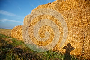 Haystacks of straw after harvest in the field