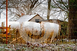 Haystacks in Winter