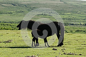 Haytor Down & Dartmoor Ponies