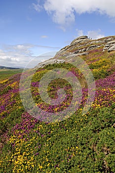 Haytor and Heather, Dartmoor