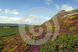 Haytor and Heather, Dartmoor