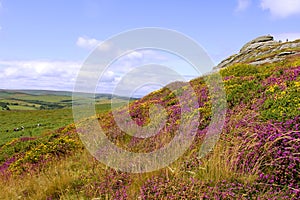 Haytor and Heather, Dartmoor