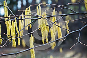 Hazalnut branches with catkins