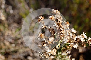 HAZARDIA SQUARROSA FRUIT - TOPANGA SP - 021721 A