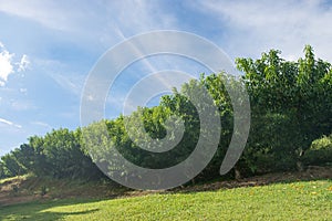 Haze on several peach tree plantation on field