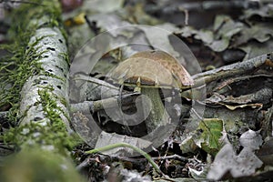 The Hazel Bolete Leccinum pseudoscabrum is an edible mushroom photo