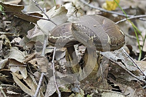 The Hazel Bolete Leccinum pseudoscabrum is an edible mushroom photo