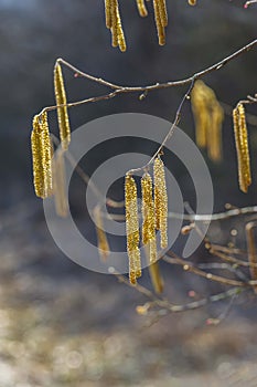 Hazel branches with blooming catkins