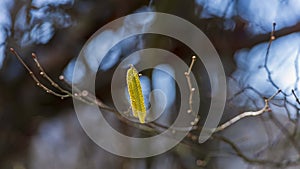 Hazel branches with blooming catkins