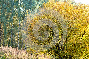 Hazel bush in an autumn forest