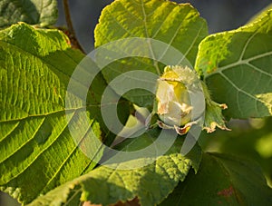 Hazel bush Corylus with maturing hazelnuts in Greece on a sunny day