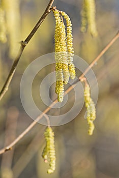 Hazel bush during spring, highly allergenic plant photo