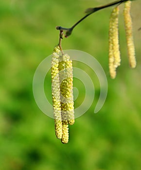 Hazel catkins