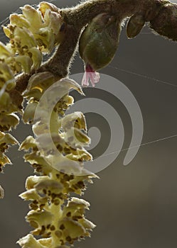 Hazel catkins