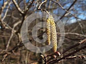 Hazel catkins