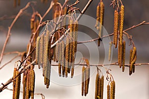 Hazel catkins