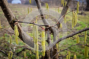 Hazel catkins