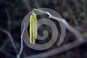 Hazel catkins in the bushes, allergenic pollen in early spring,