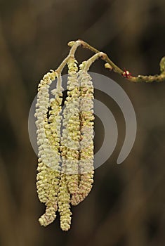 Hazel catkins - Corylus avellana photo