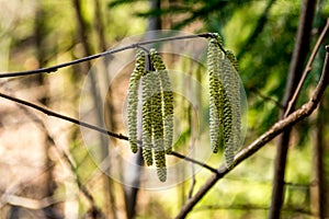 Hazel catkins - Corylus avellana in early spring closeup, highly allergenic pollen. photo with vintage mood