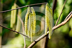 Hazel catkins - Corylus avellana in early spring closeup, highly allergenic pollen. photo with vintage mood