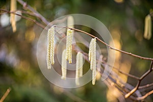 Hazel catkins - Corylus avellana in early spring closeup, highly allergenic pollen. photo with vintage mood