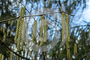 Hazel catkins - Corylus avellana in early spring closeup, highly allergenic pollen. photo with vintage mood
