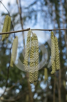 Hazel catkins - Corylus avellana in early spring closeup, highly allergenic pollen. photo with vintage mood