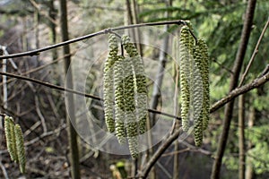 Hazel catkins - Corylus avellana in early spring closeup, highly allergenic pollen. photo with vintage mood