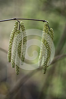 Hazel catkins - Corylus avellana in early spring closeup, highly allergenic pollen. photo with vintage mood