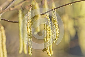 Hazel catkins - Corylus avellana in early spring, highly allergenic pollen photo