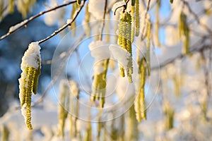 Hazel catkins Corylus avellana with snow on a sunny winter day, blue sky in the background, copy space
