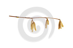 Hazel catkins isolate on white background.