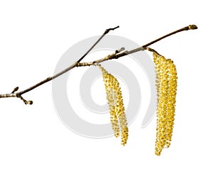 Hazel catkins