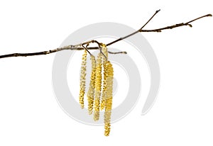 Hazel catkins